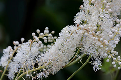 Black Cohosh