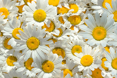 Chamomile Extract