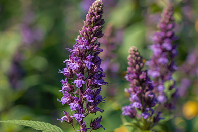 Chasteberry Extract