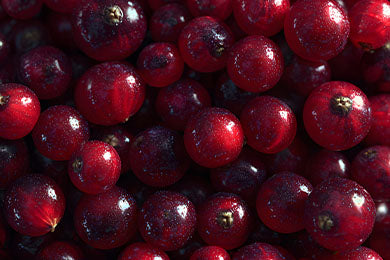 Cranberry Extract