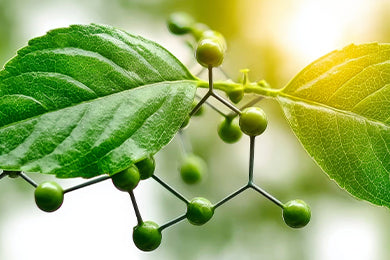 L-Theanine