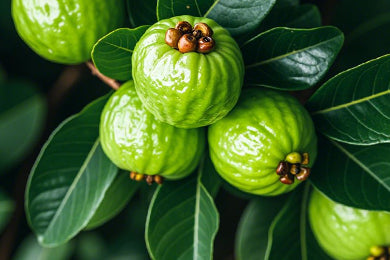 Garcinia Cambogia